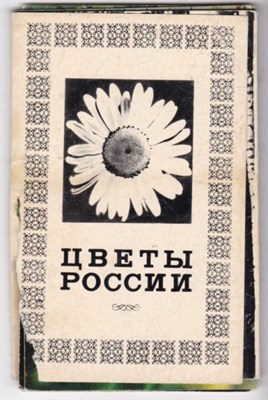 Цветы России - фото 122866