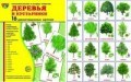 Цветкова Т. В. - Демонстрационные картинки супер Деревья и кустарники 16 демонстрационных картинок - 2018 - фото 230263