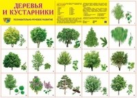 Демонстрационный плакат А2 Деревья и кустарники - фото 230522