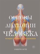 Основы анатомии человека Наглядное руководство для художников