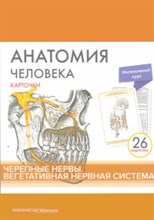 Анатомия человека КАРТОЧКИ Черепные нервы вегетативная нервная система