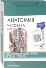 Анатомия человека КАРТОЧКИ Спинномозговые нервы органы чувств