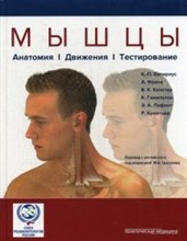 Мышцы анатомия движения тестирование - 2016 Мышцы анатомия движения тестирование - 2016