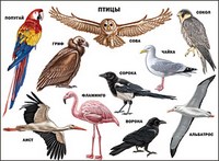 Плакат Птицы