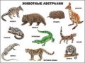 Плакат Животные Австралии