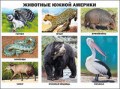 Плакат Животные Южной Америки