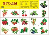 Демонстрационный плакат Ягоды А2